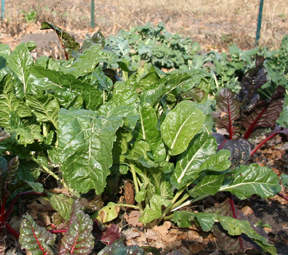 Vegetables growing at Community Garden