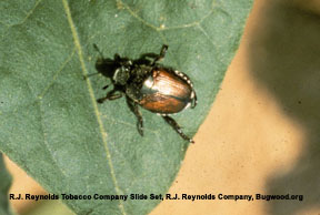 Japanese Beetle