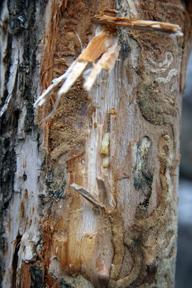 EAB pupa found in a tree 