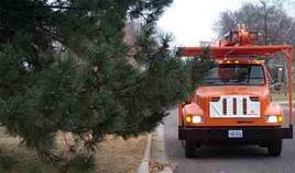 Tree branches extending past curb lines