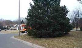 Tree branches affecting vision at intersection