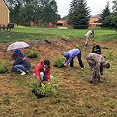 Raingarden planting