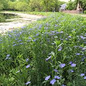 Shoreline Restoration