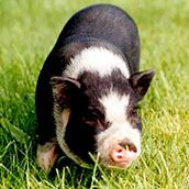 Potbelly pig