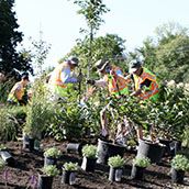 Midland Garden Park planting