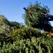 Recycle Christmas tree