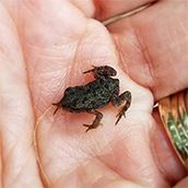 Tiny Toad