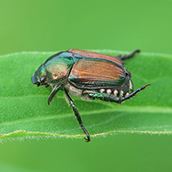 Japanese beetle