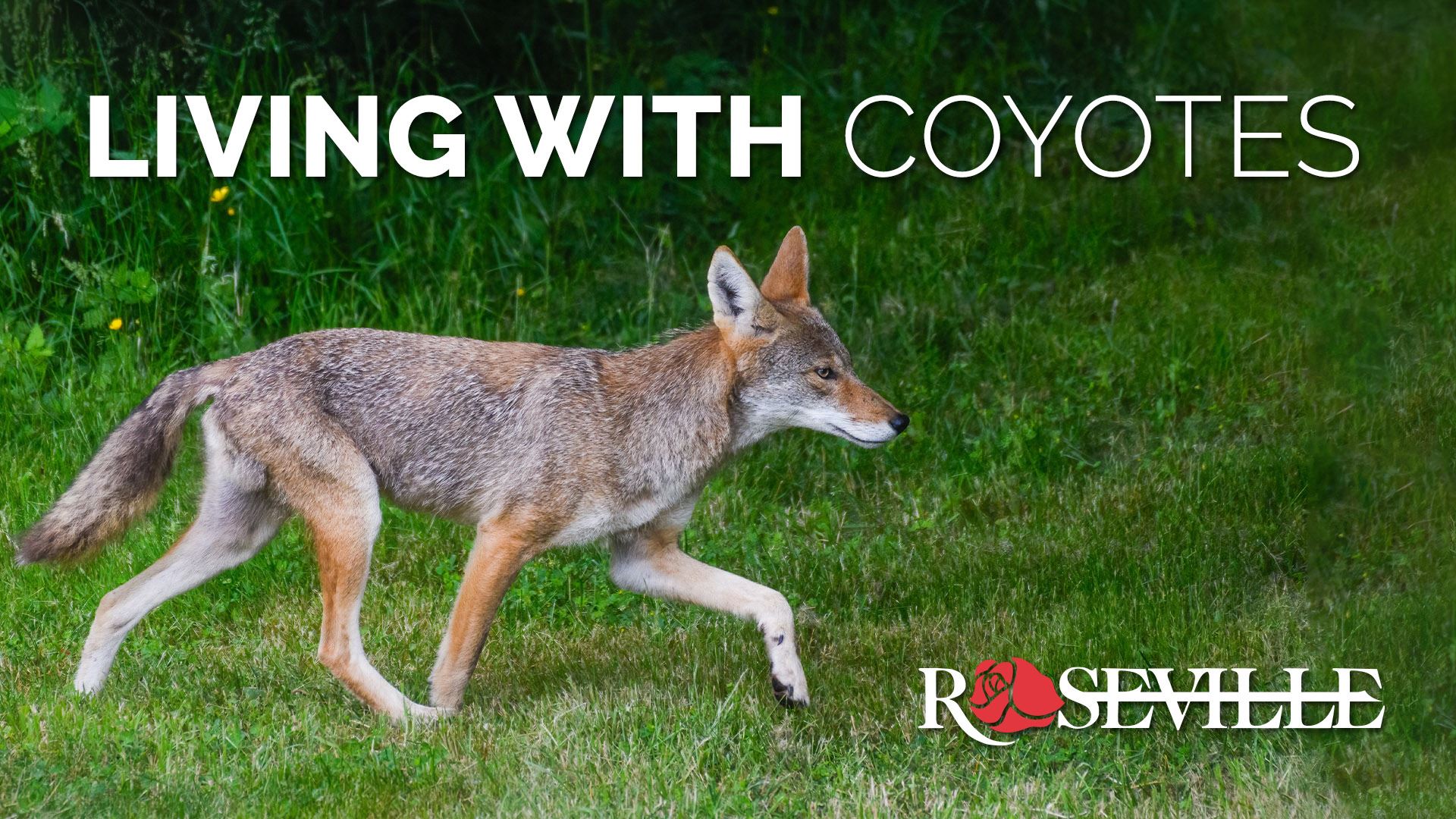 Living with Coyotes