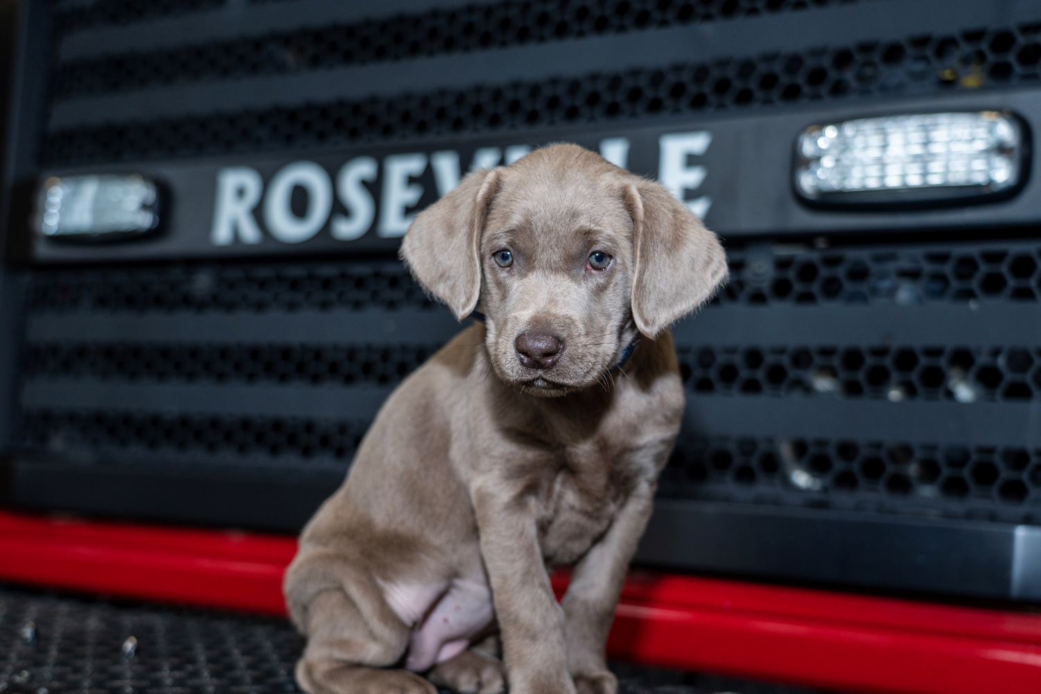 Roseville Fire's new service and therapy dog, Ashes