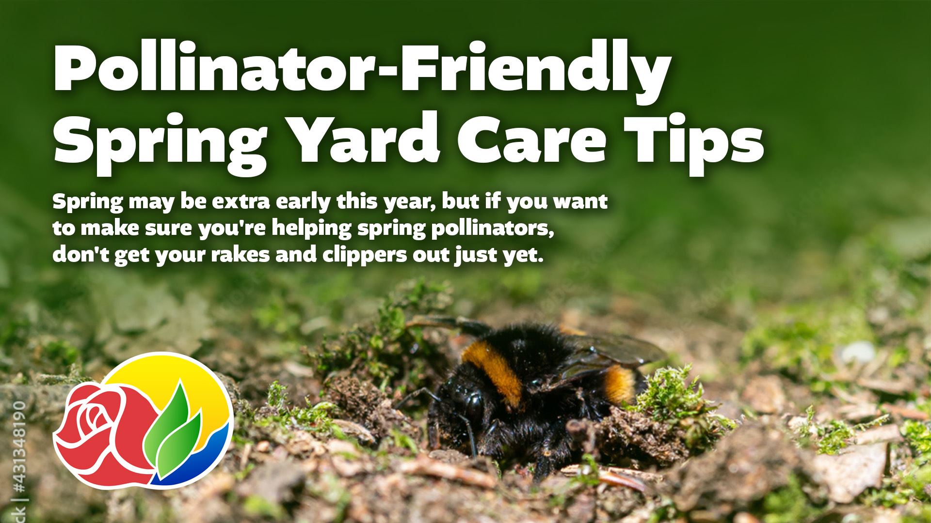Pollinator-Friendly Spring Yard Care Tips