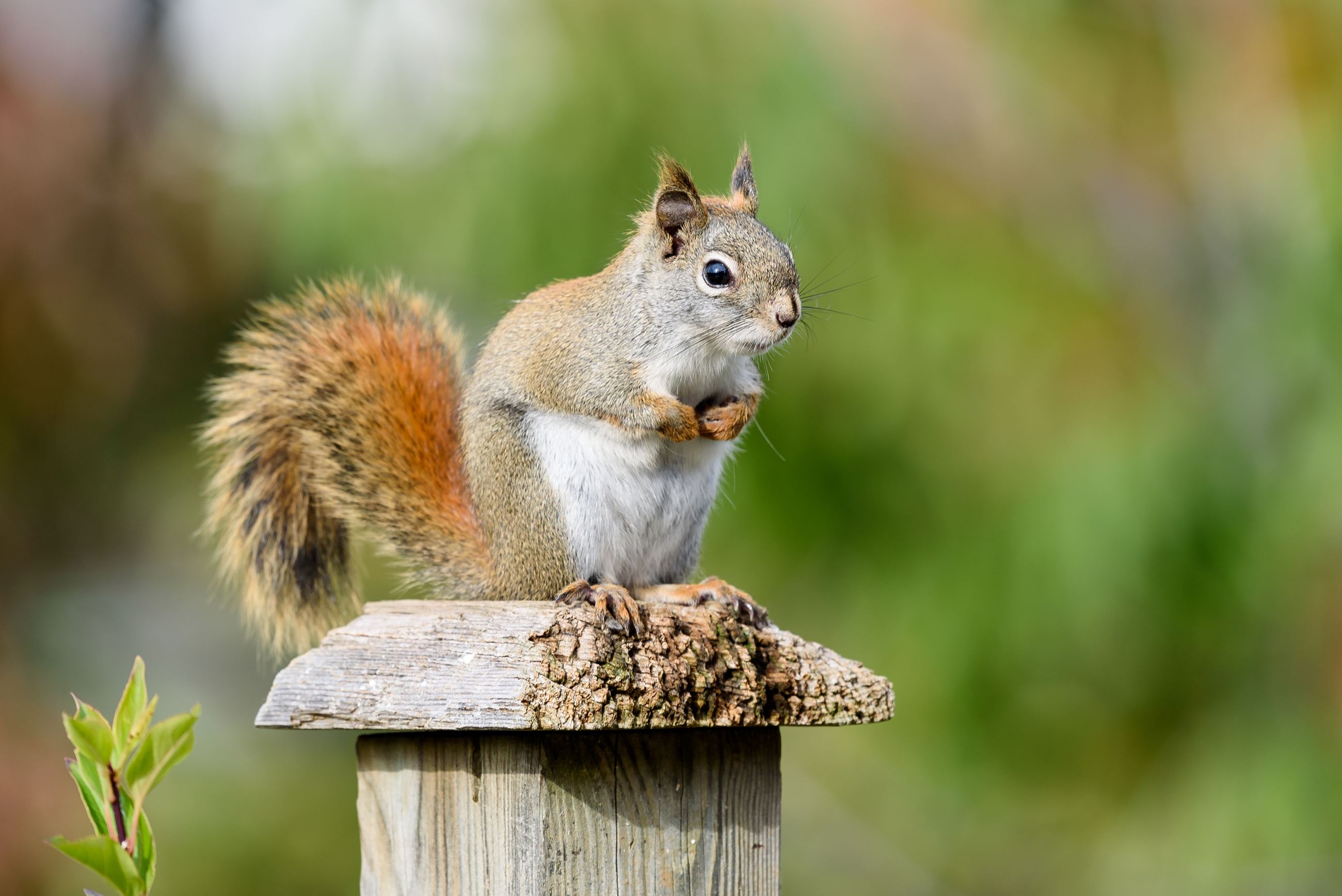reddish brown squirrel with a white belly perched on a wooden post