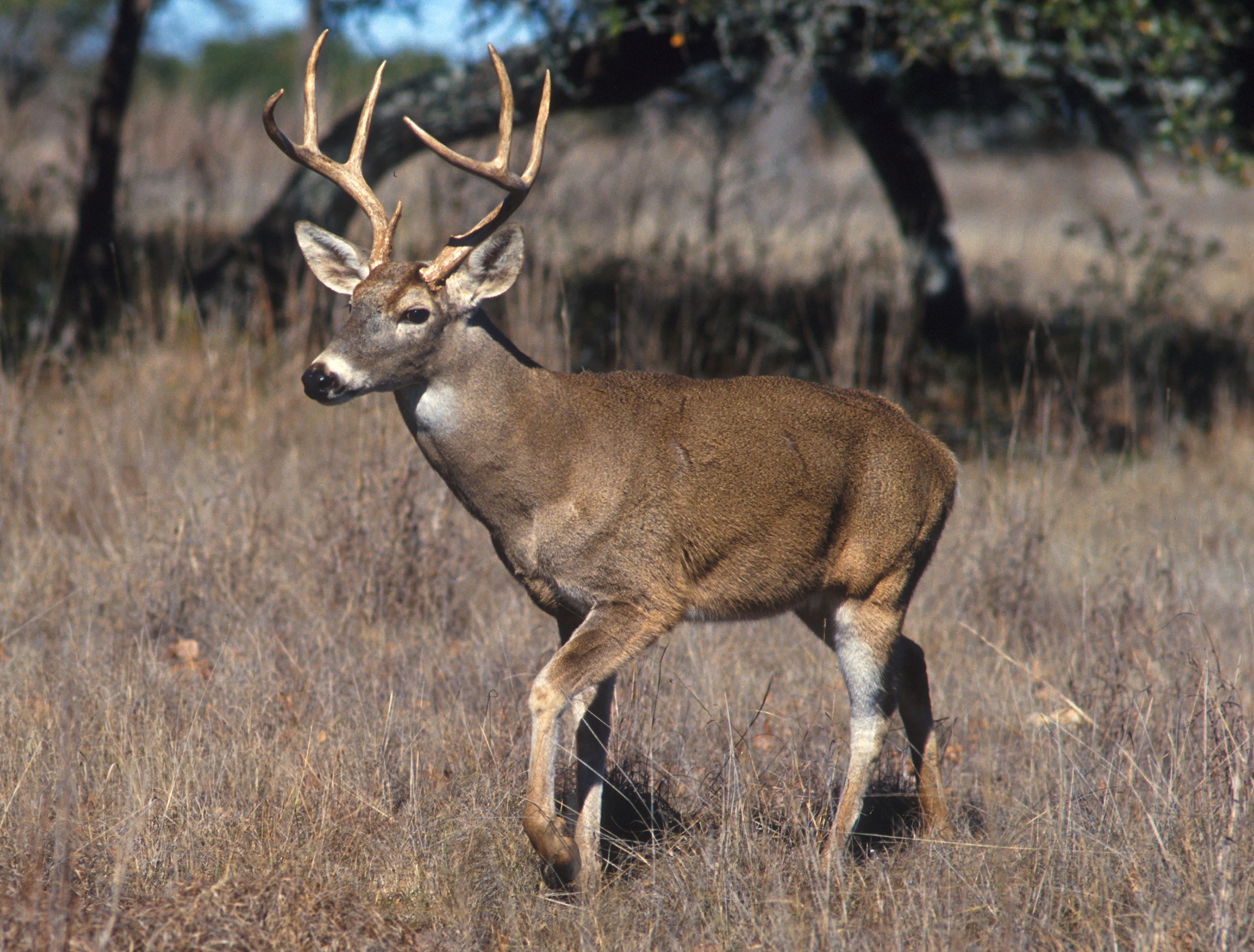 White-tailed deer, a large tan animal with antlers walking in dry grass