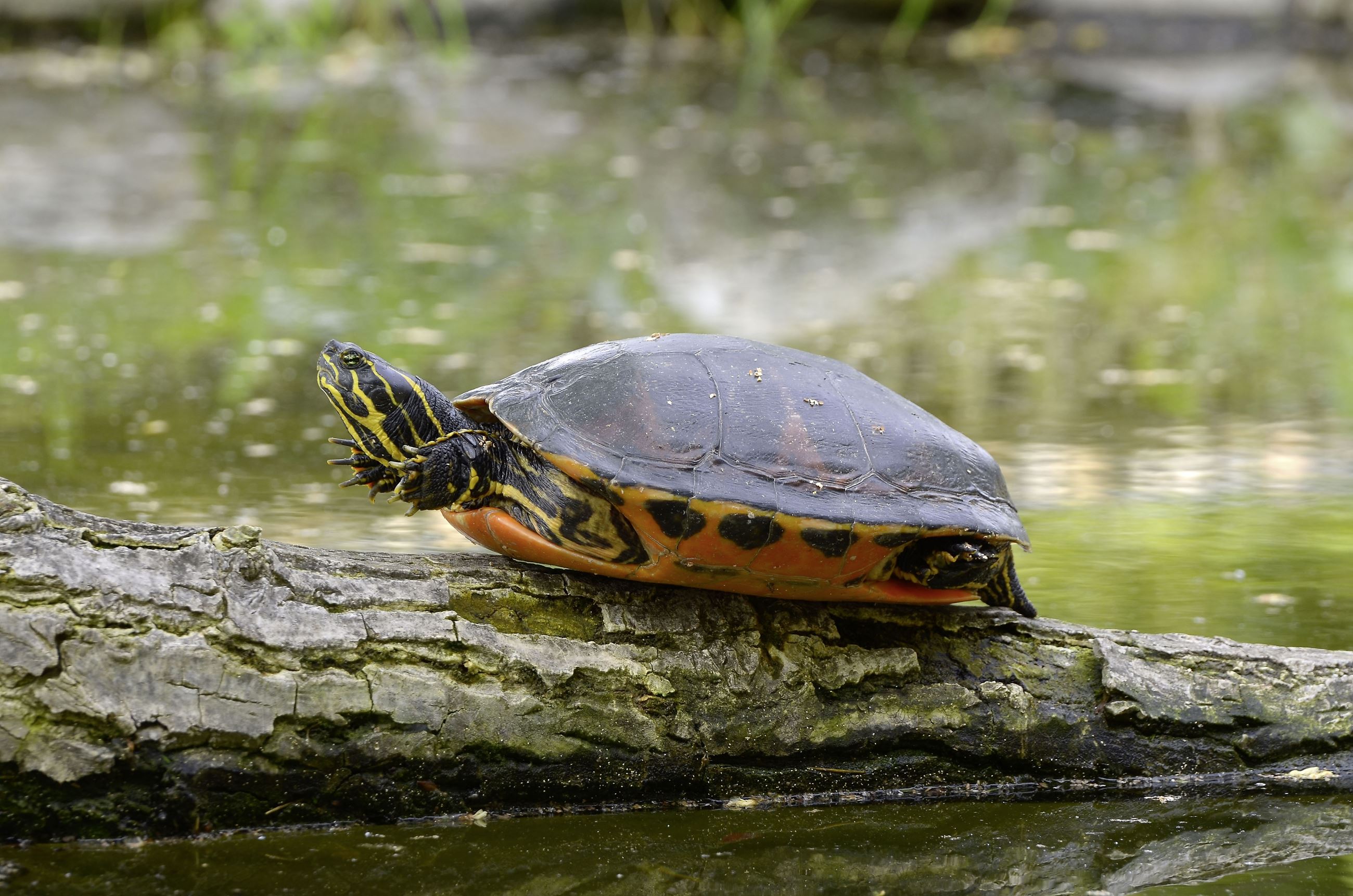 Dark green shelled turtle with orange underside and face stripped with light green, balancing on log