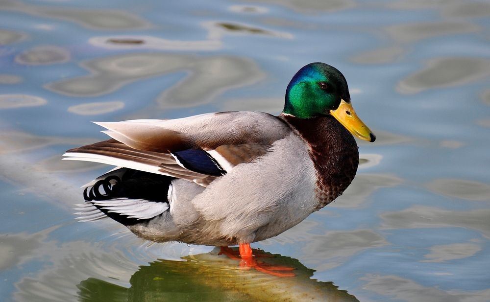 Male Mallard duck with green head, yellow beak, grey body