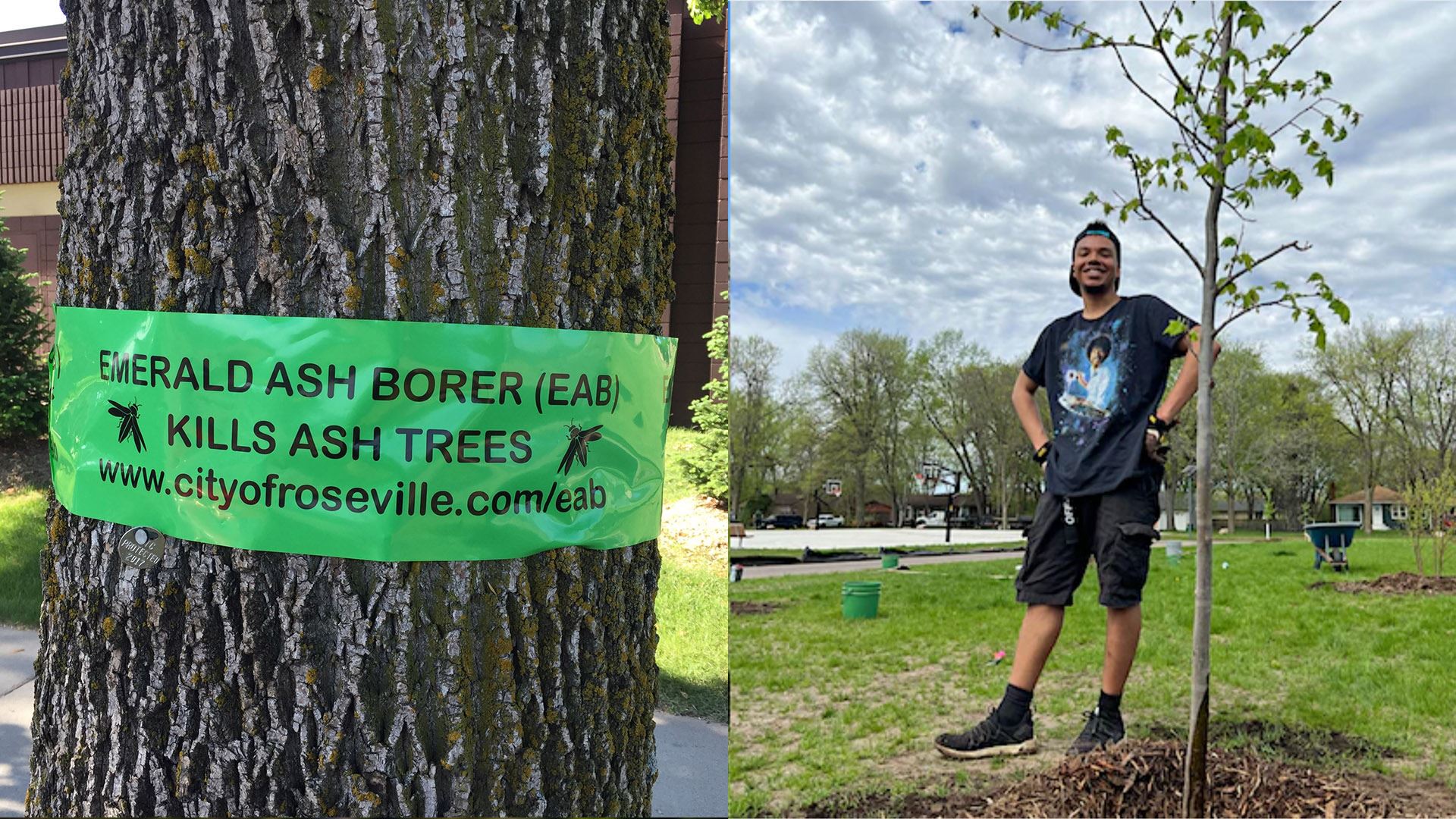Emerald ash borer tree planting project.