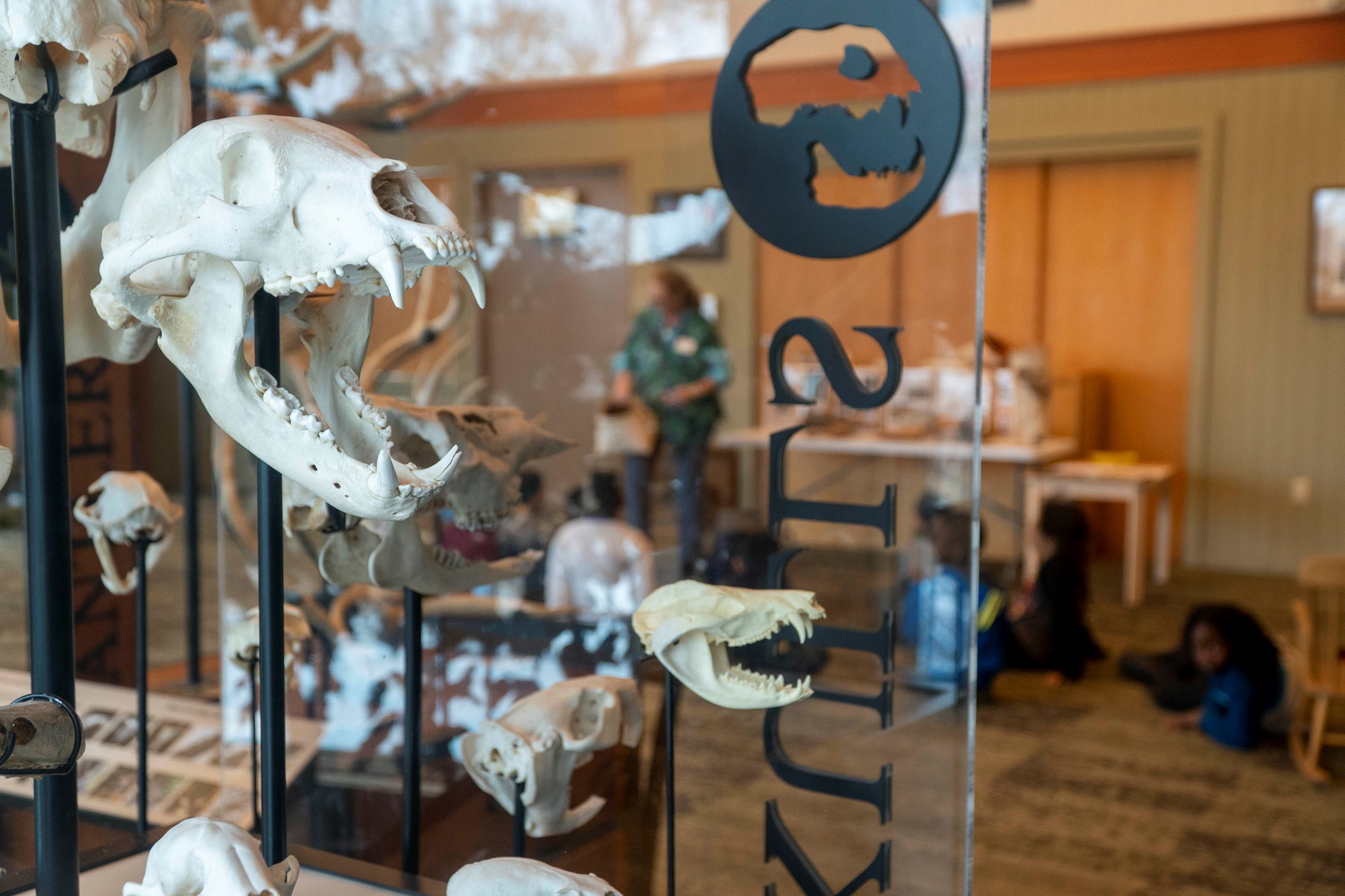 Animal skulls on display, showcasing many of the interesting artifacts at HANC.