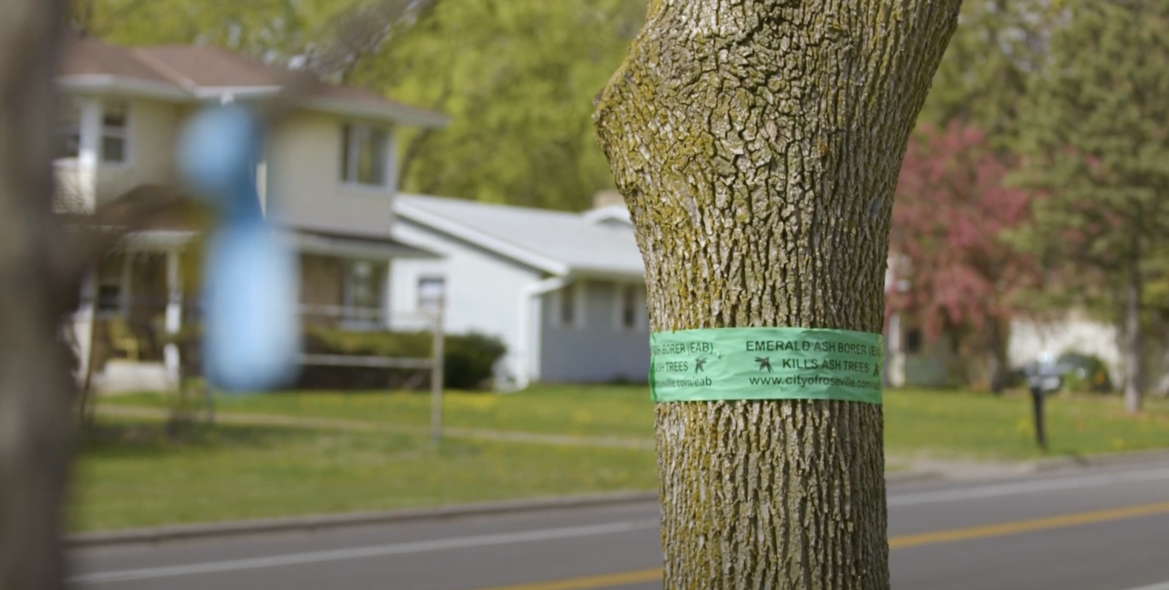 Emerald ash borer ribbons on trees in Roseville.