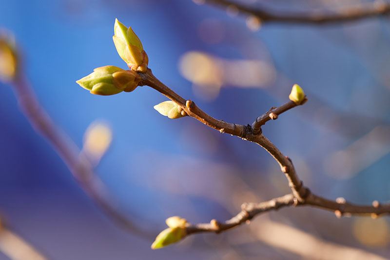 Tree buds in early spring