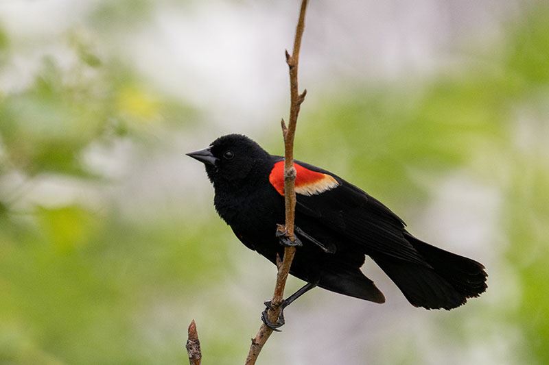 a red-winged blackbird sitting in a tree