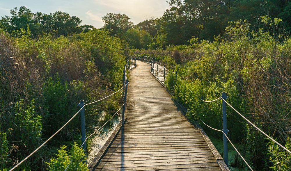 The boardwalk at the Harriet Alexander Nature Center.