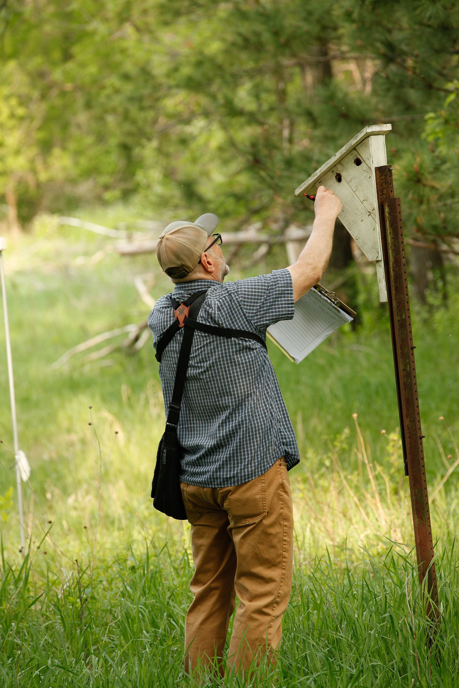 Peter Evans knocks on a bluebird house before checking inside.