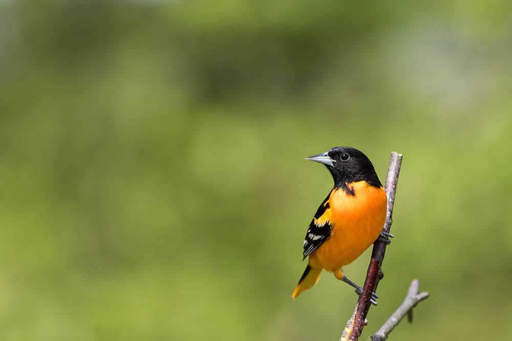 An oriole perched on a tree.