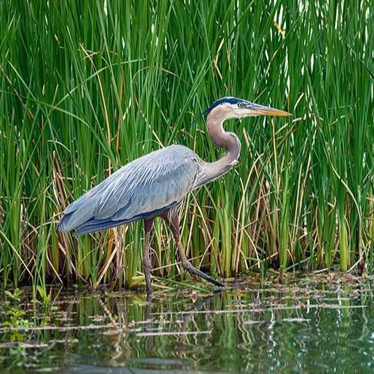 A Great Blue Heron in the reeds.