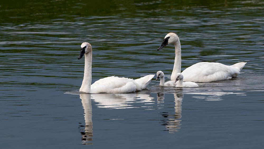 Trumpeter Swans swimming in a pond