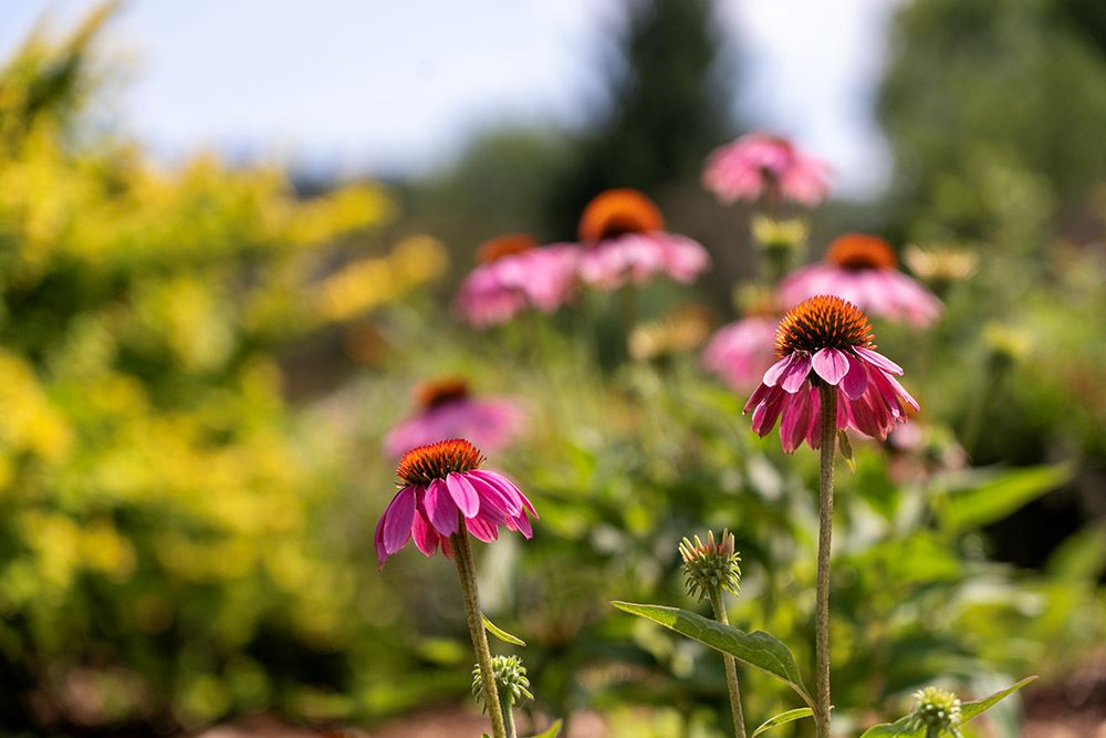 Cone Flowers at the Muriel Sahlin Arboretum at Central Park.