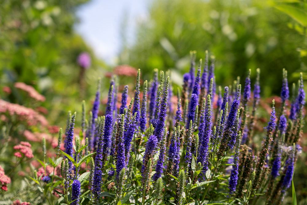Purple Lupine at the Muriel Sahlin Arboretum at Central Park.