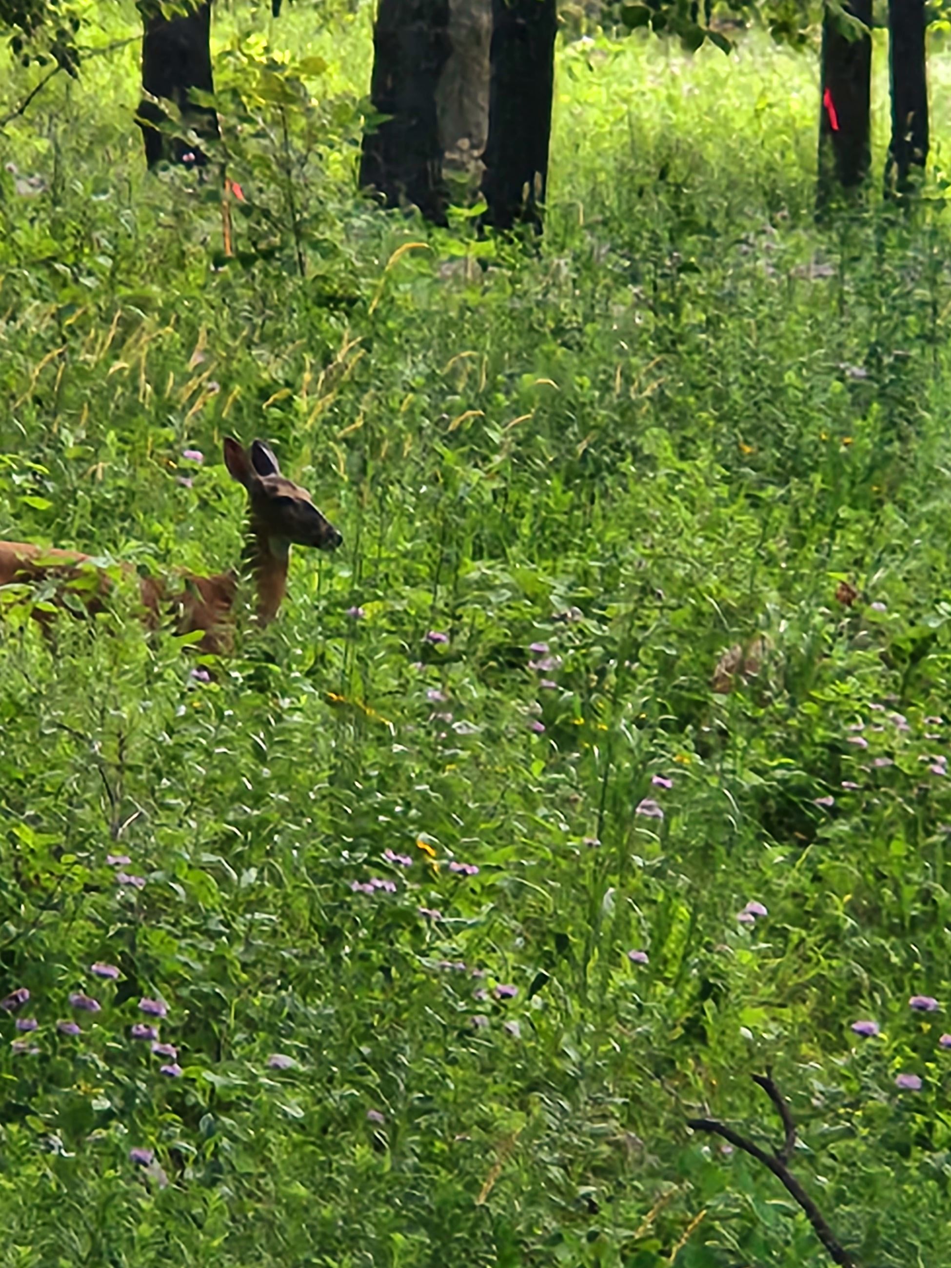 A deer walks through Reservoir Woods Park.
