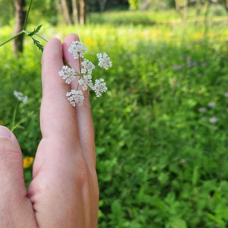 Japanese hedge parsley