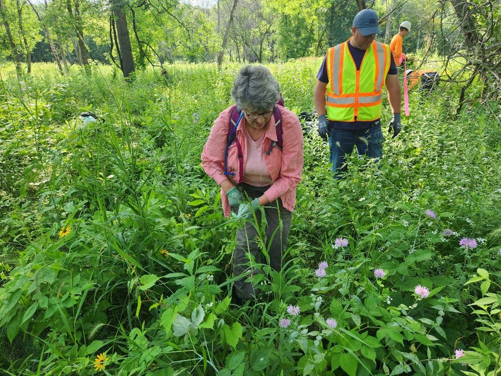 Roseville volunteers and staff work on a prairie restoration project at Reservoir Woods.
