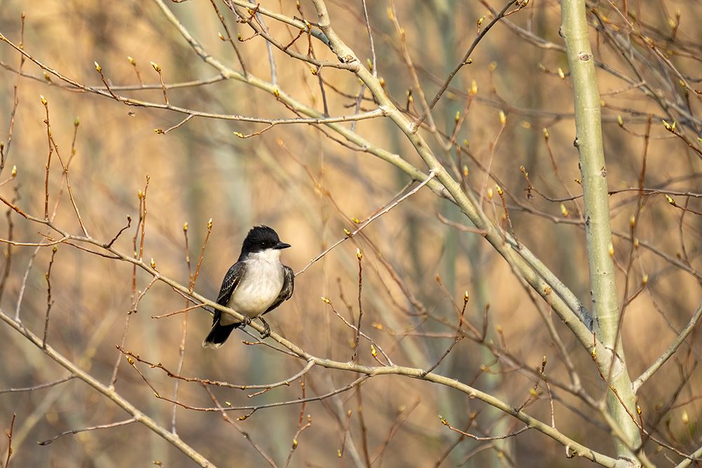 A Kingbird sits on budding trees.