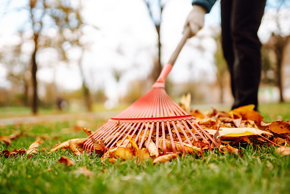 A person rakes up leaves.
