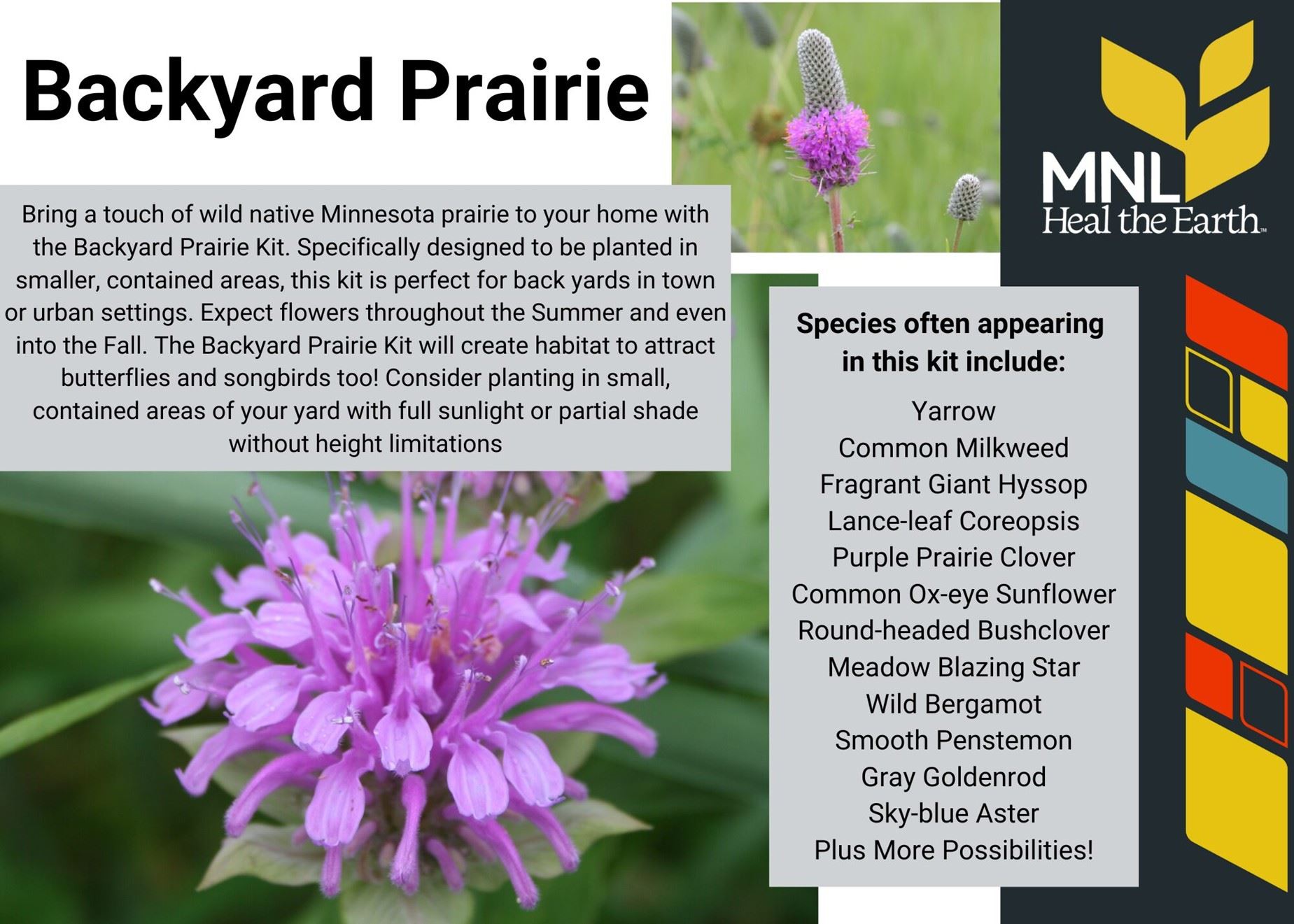 Backyard Prairie