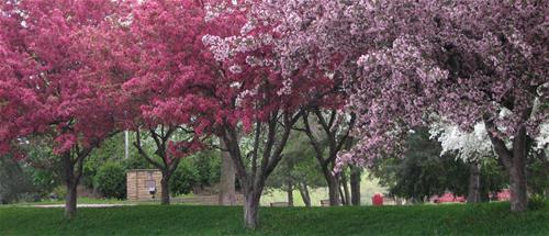 Flowering crab trees in spring
