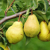 Pears.jpg