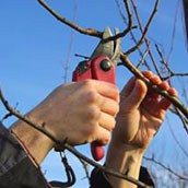 fruit-tree-pruning.jpg